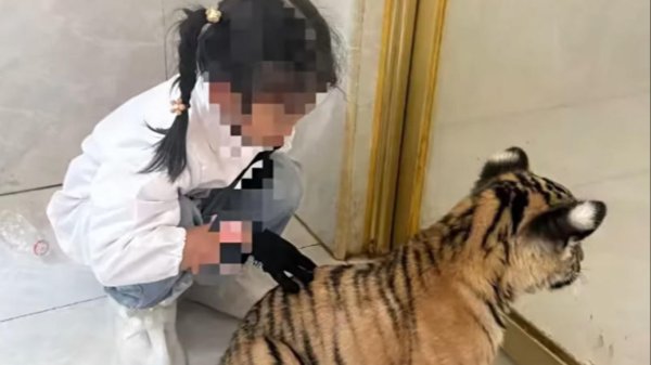 配资具体流程 7岁女童被景区老虎咬伤，景区：已与家长协商一致并处理完毕